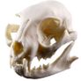 1/1 resin copy of a cats skull. Image 5