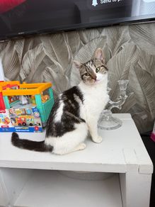 stray kitten