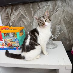 stray kitten