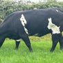 In Calf Heifers Sept 26th Ballinasloe Mart Image 5