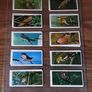 Full set of bird cigarette card's,  1976 black cat Image 5