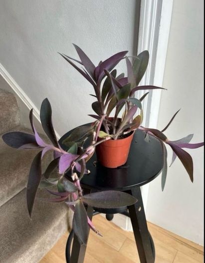 tradescantia pallida