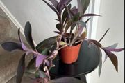 tradescantia pallida