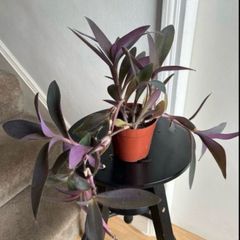 tradescantia pallida