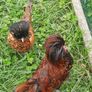 poultry Image 4