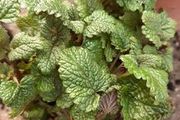 Lemon Balm
