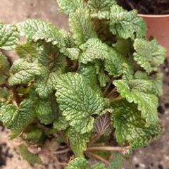 Lemon Balm