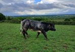 Breeding Heifers