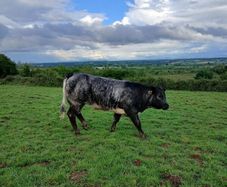 Breeding Heifers