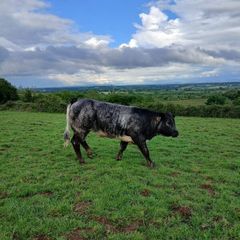 Breeding Heifers