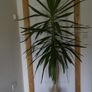 Yucca Flower Image 2
