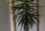 Yucca Flower