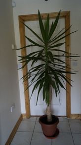 Yucca Flower