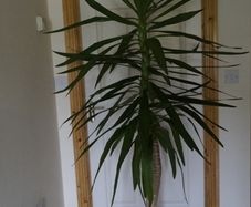 Yucca Flower