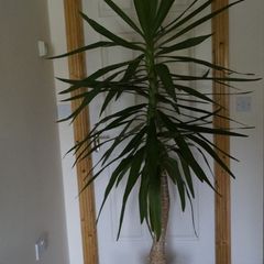 Yucca Flower