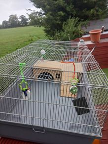 rabbit,  guinea pig cage