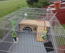 rabbit,  guinea pig cage