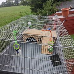 rabbit,  guinea pig cage