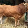Limousin bulls Image 5