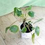 Chinese Money Plants - Pilea peperomioides Image 4