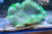 coral for sale
