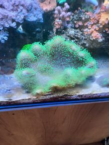 coral for sale