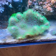 coral for sale