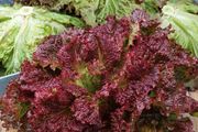 (L) Lettuce Rosela seeds 1g (183673)