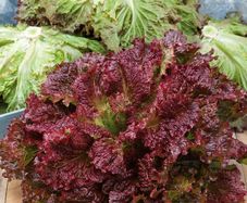 (L) Lettuce Rosela seeds 1g (183673)