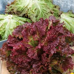 (L) Lettuce Rosela seeds 1g (183673)