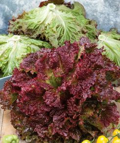 (L) Lettuce Rosela seeds 1g (183673)
