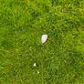 Vokey design 58 wedge Image 4