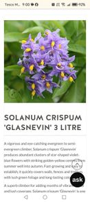 Solanum crispum  Chilean Potato Vine