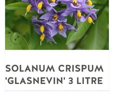 Solanum crispum  Chilean Potato Vine