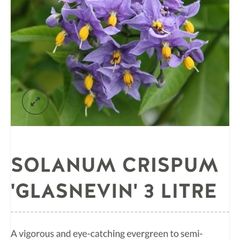 Solanum crispum  Chilean Potato Vine