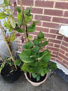 Hydrangea in terracota pot