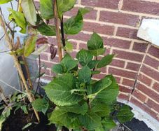 Hydrangea in terracota pot