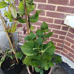 Hydrangea in terracota pot