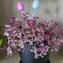 House plant. Image 2