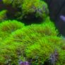 Coral Packs Image 3