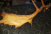 Antique antler