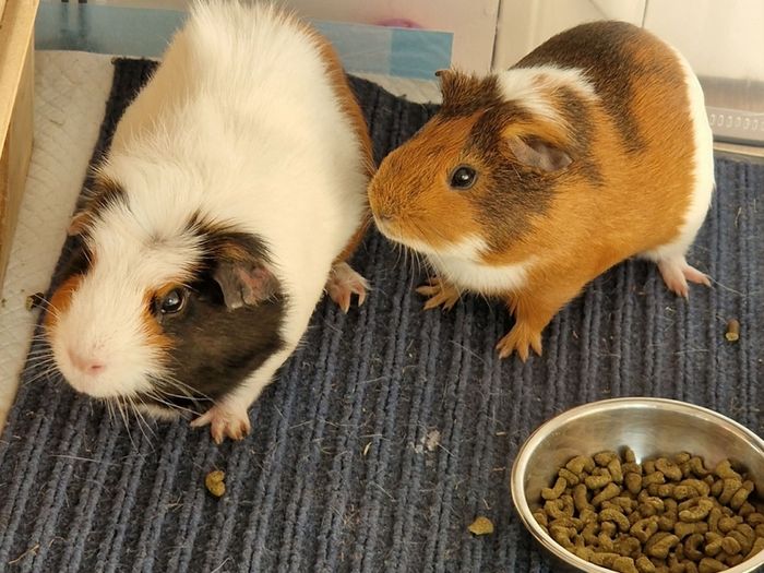 rehoming 2 Guinea pigs