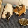 rehoming 2 Guinea pigs Image 4