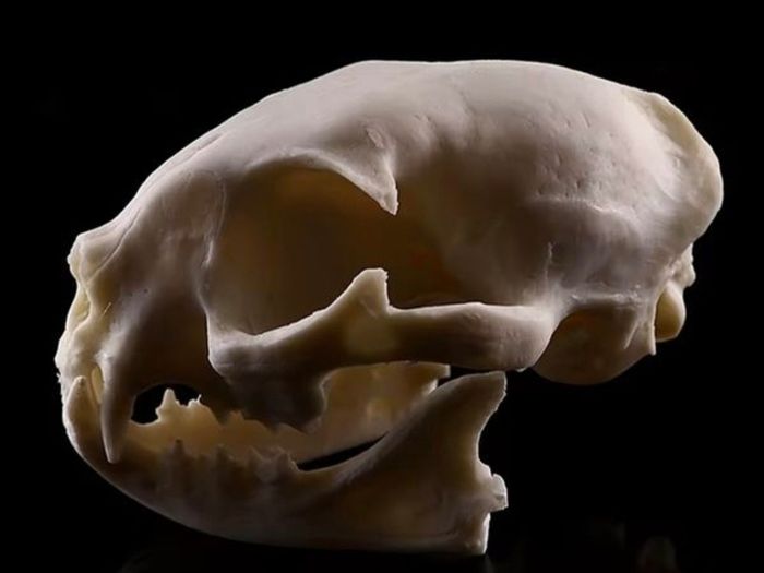 1/1 resin copy of a cats skull.