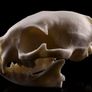 1/1 resin copy of a cats skull. Image 4