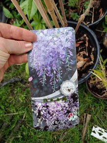 Purple wisteria