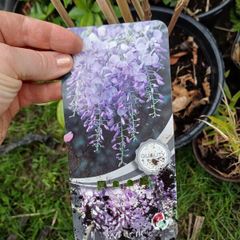 Purple wisteria