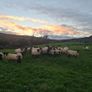 Quality breeding Ewes Image 9