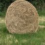 Hay for Sale Image 2