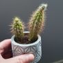 cactus Image 4